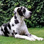 大丹犬-缩略图-4