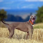 大丹犬-缩略图-5