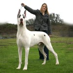 大丹犬-缩略图-8