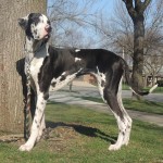 大丹犬-缩略图-9