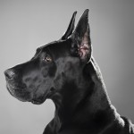 大丹犬-缩略图-10