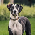 大丹犬-缩略图-11