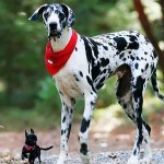 大丹犬-缩略图-12