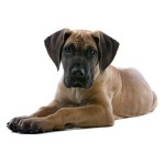 大丹犬-缩略图-13