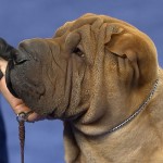 沙皮犬-缩略图-1