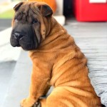 沙皮犬-缩略图-2