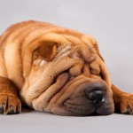 沙皮犬-缩略图-3