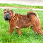 沙皮犬-缩略图-4