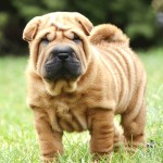 沙皮犬-缩略图-5