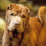 沙皮犬-缩略图-6