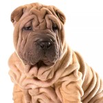 沙皮犬-缩略图-7