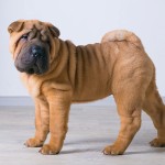 沙皮犬-缩略图-8