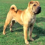 沙皮犬-缩略图-9