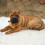 沙皮犬-缩略图-10