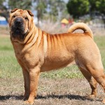 沙皮犬-缩略图-11