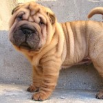 沙皮犬-缩略图-12