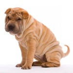 沙皮犬-缩略图-13