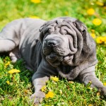 沙皮犬-缩略图-14