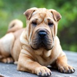 沙皮犬-缩略图-15