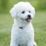 卷毛比熊犬-缩略图-1