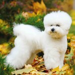 卷毛比熊犬-缩略图-2