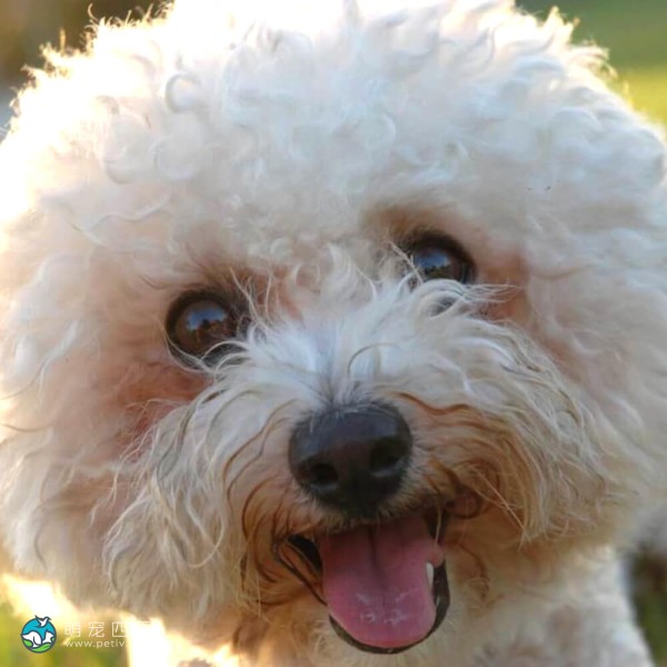 卷毛比熊犬-3