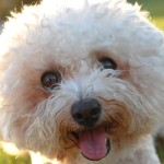 卷毛比熊犬-缩略图-3