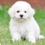 卷毛比熊犬-缩略图-4