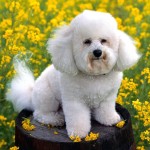 卷毛比熊犬-缩略图-5