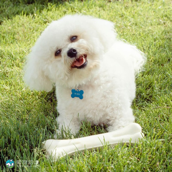 卷毛比熊犬-6