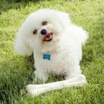 卷毛比熊犬-缩略图-6