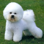 卷毛比熊犬-缩略图-7