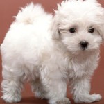 卷毛比熊犬-缩略图-8