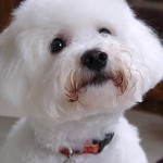 卷毛比熊犬-缩略图-10