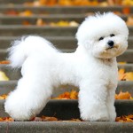 卷毛比熊犬-缩略图-11