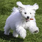 卷毛比熊犬-缩略图-12