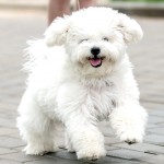 卷毛比熊犬-缩略图-13