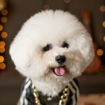 卷毛比熊犬-缩略图-14