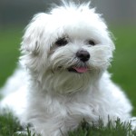 博洛尼亚犬-缩略图-1