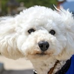 博洛尼亚犬-缩略图-2