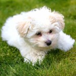 博洛尼亚犬-缩略图-3