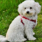 博洛尼亚犬-缩略图-4