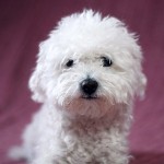 博洛尼亚犬-缩略图-5