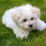 博洛尼亚犬-缩略图-6