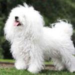 博洛尼亚犬-缩略图-7