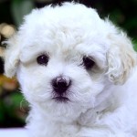 博洛尼亚犬-缩略图-8