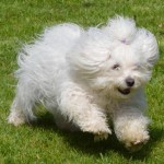 博洛尼亚犬-缩略图-9