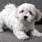 博洛尼亚犬-缩略图-10