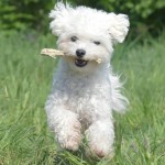 博洛尼亚犬-缩略图-11