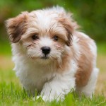 哈瓦那犬-缩略图-1